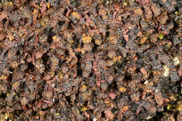 Image of dilated scalewort