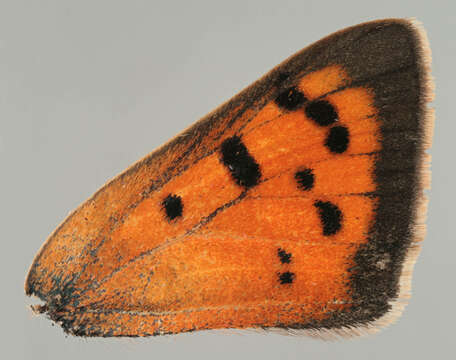 Image of Small Copper