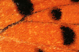 Image of Small Copper