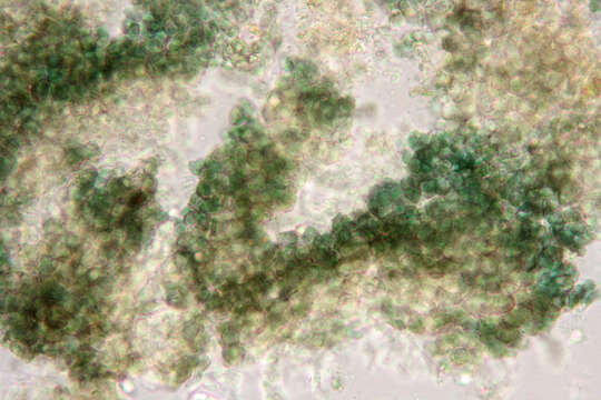 Image of Rhizocarpon reductum Th. Fr.