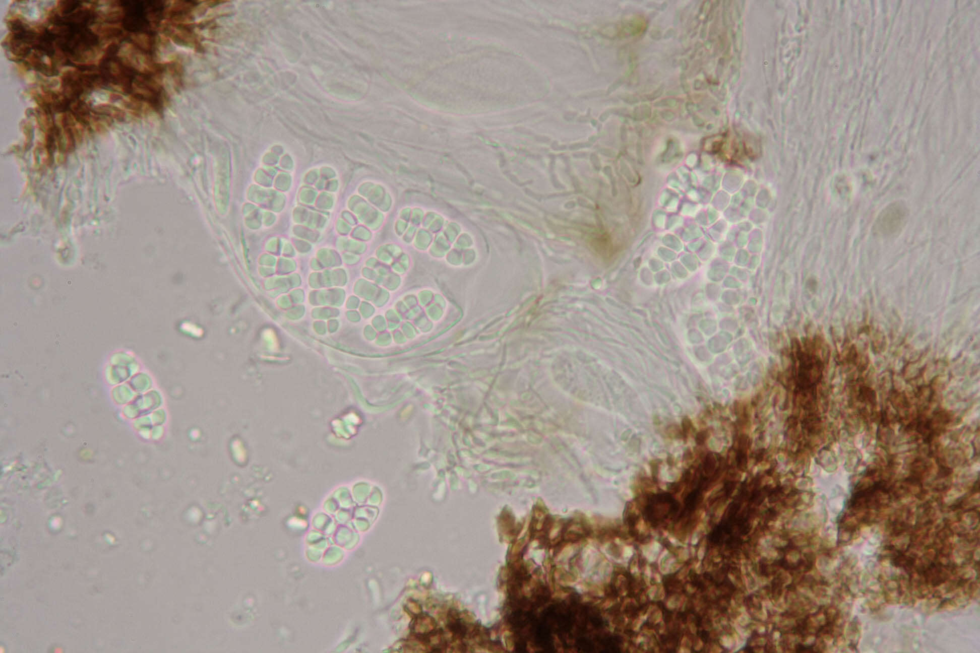 Rhizocarpon reductum Th. Fr. resmi