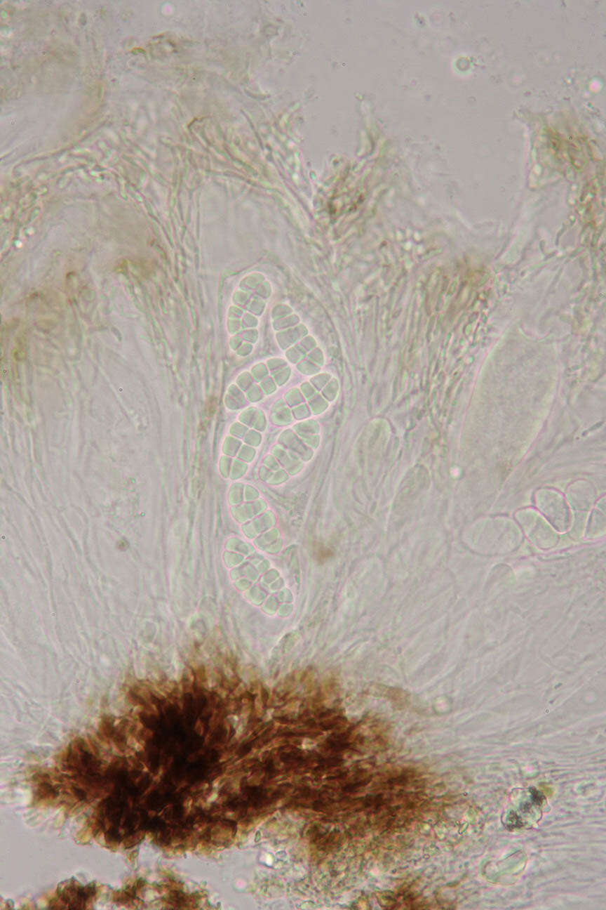 Rhizocarpon reductum Th. Fr. resmi