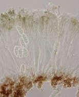 Rhizocarpon reductum Th. Fr. resmi