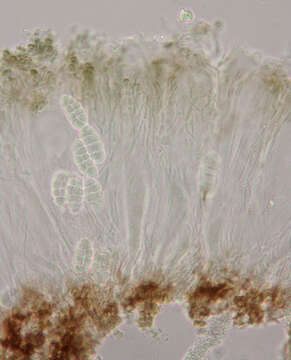 Image of Rhizocarpon reductum Th. Fr.