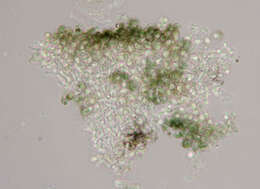 Rhizocarpon reductum Th. Fr. resmi