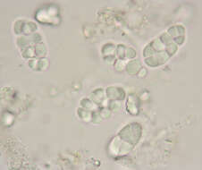 Rhizocarpon reductum Th. Fr. resmi