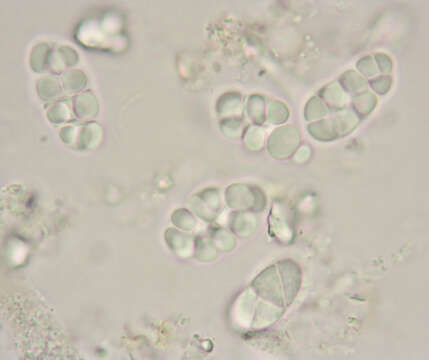 Image of Rhizocarpon reductum Th. Fr.