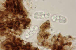 Rhizocarpon reductum Th. Fr. resmi