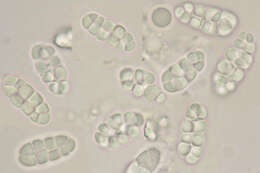 Rhizocarpon reductum Th. Fr. resmi