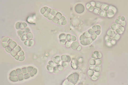 Image of Rhizocarpon reductum Th. Fr.