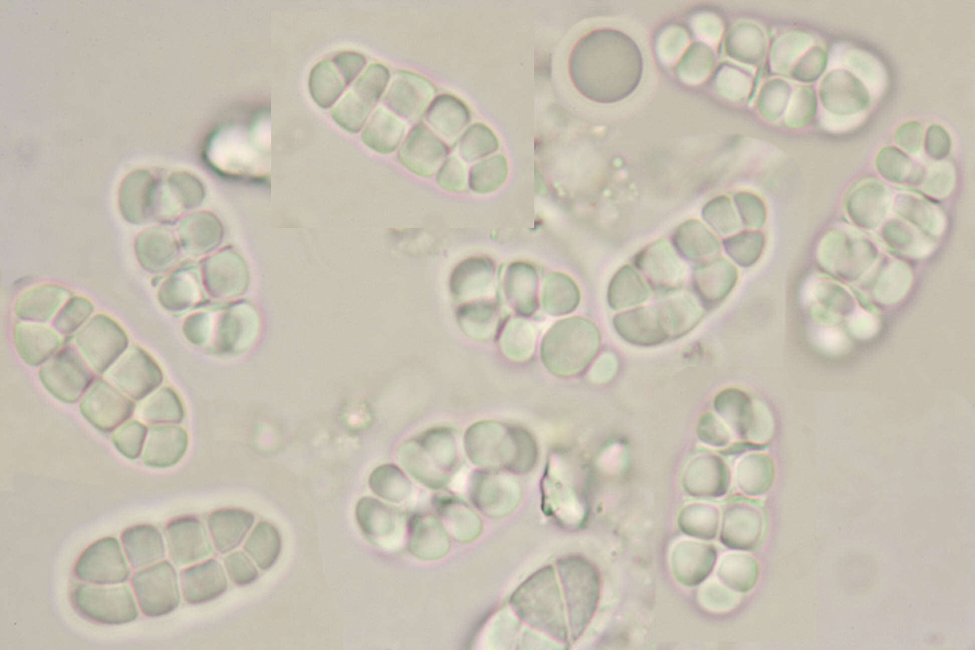 Rhizocarpon reductum Th. Fr. resmi