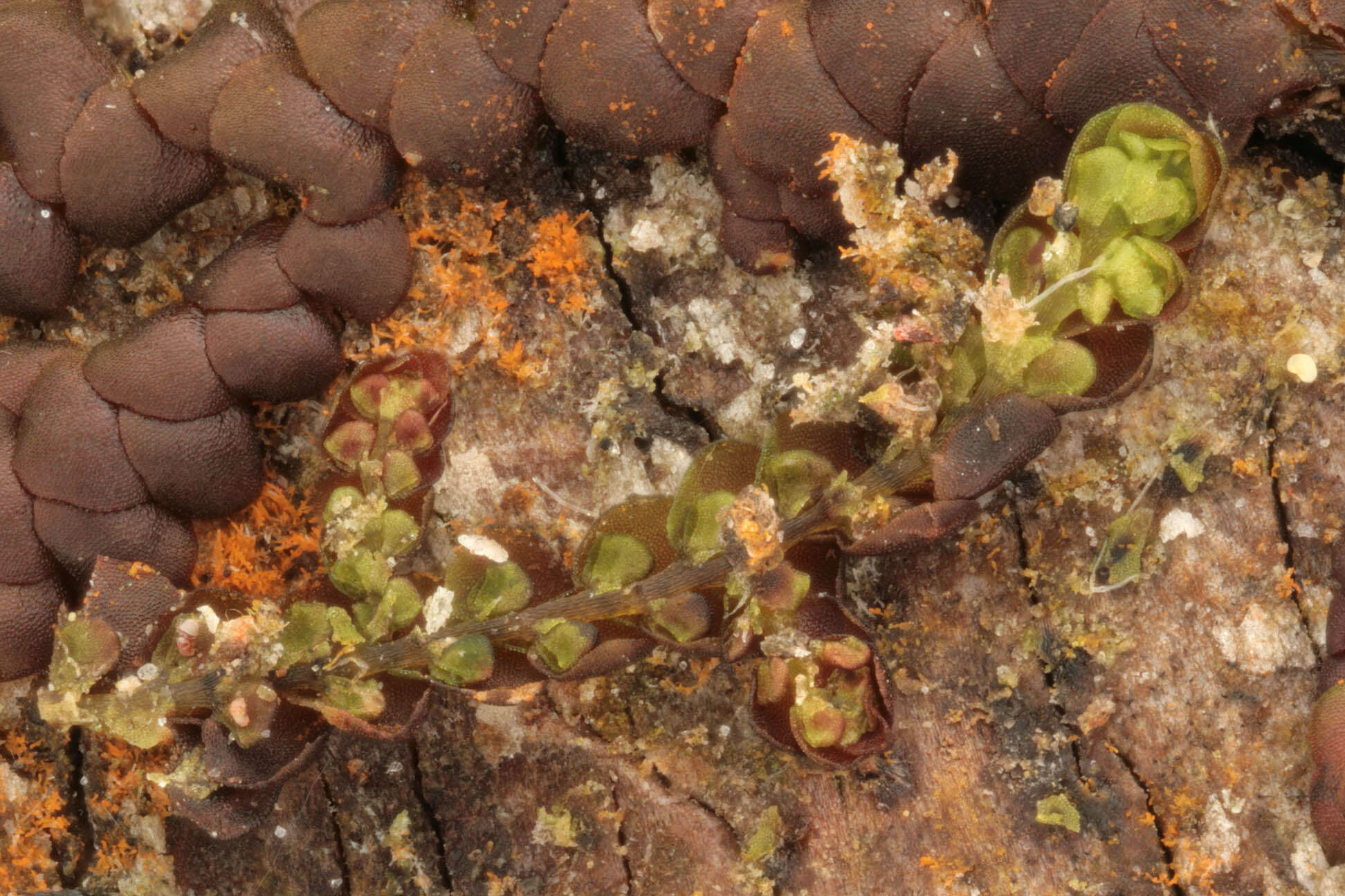 Image of dilated scalewort