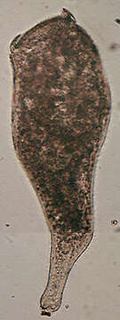 Image of Stentoridae