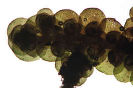 Image of dilated scalewort