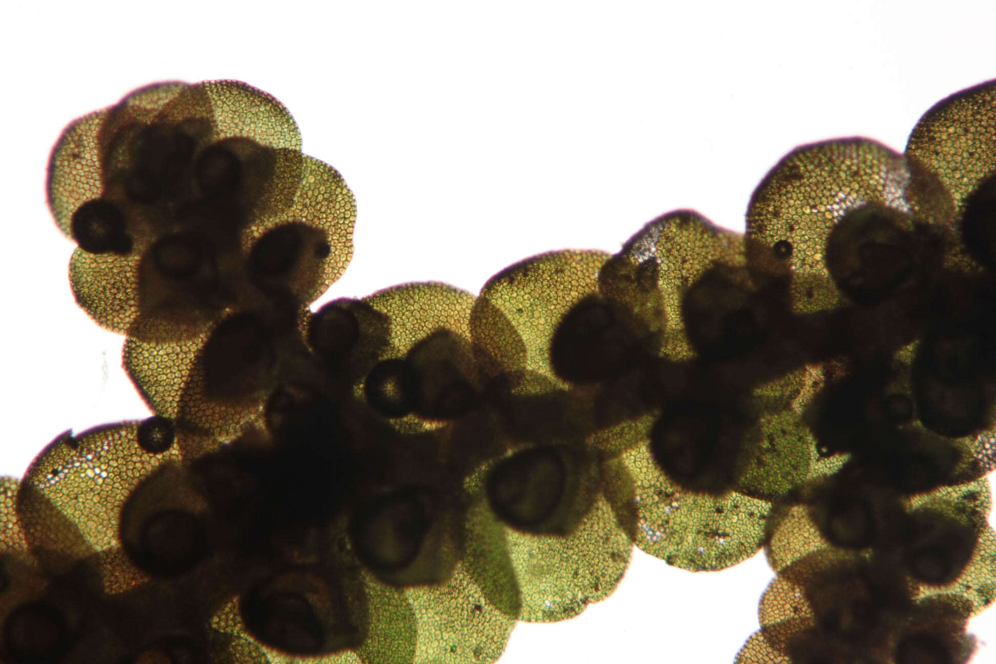 Image of dilated scalewort