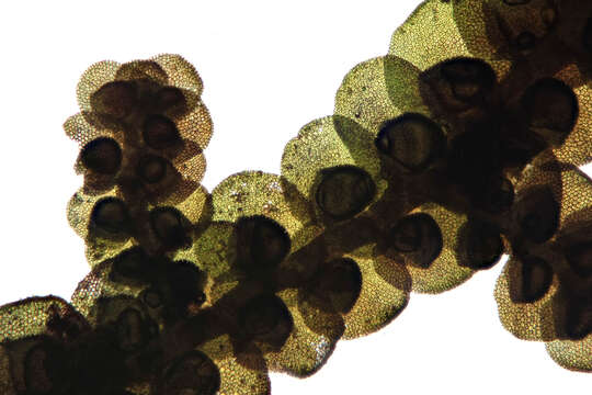 Image of Frullania dilatata (L.) Dumort.