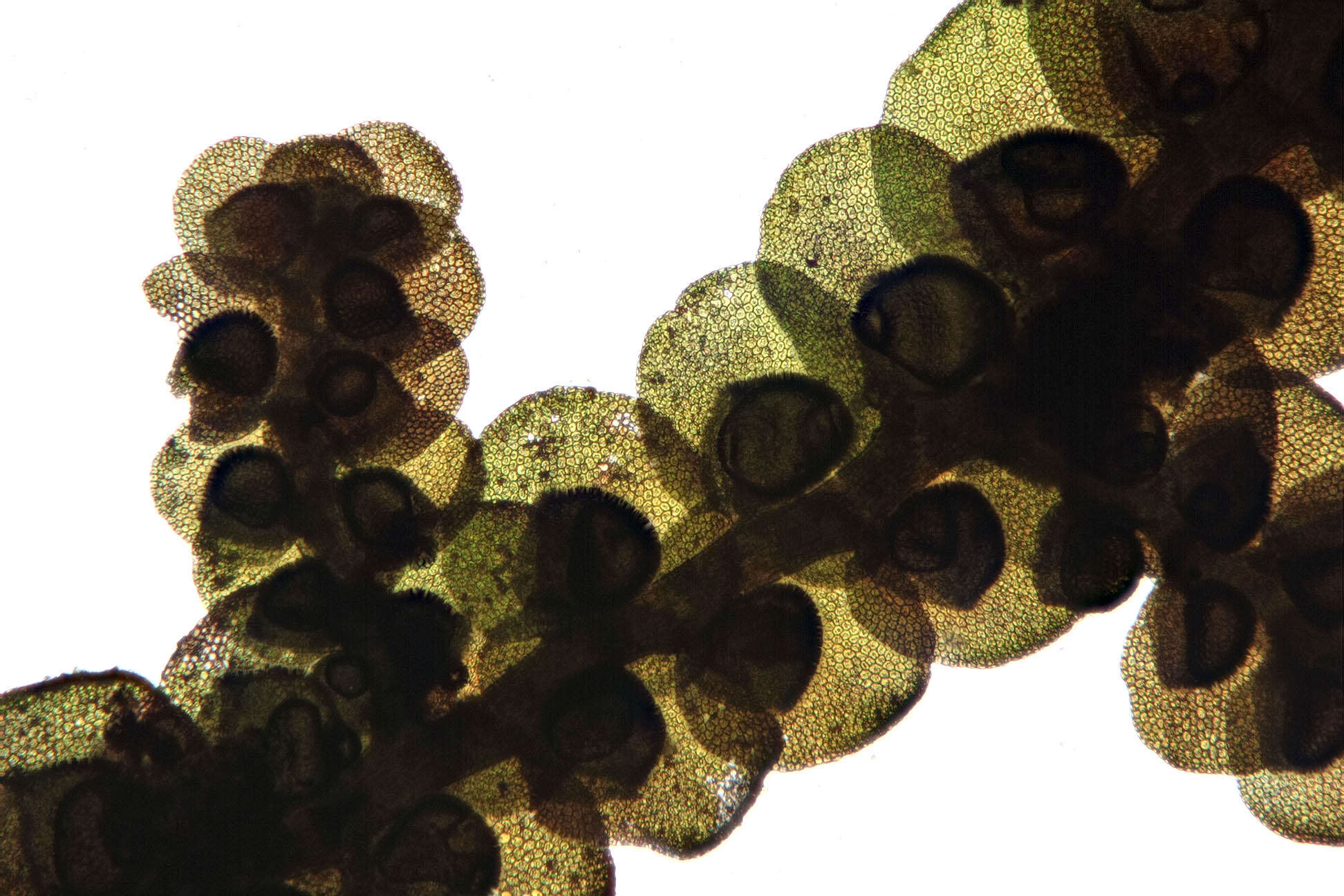 Image of dilated scalewort