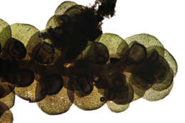 Image of dilated scalewort