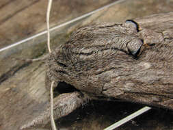 Image of convolvulus hawk moth