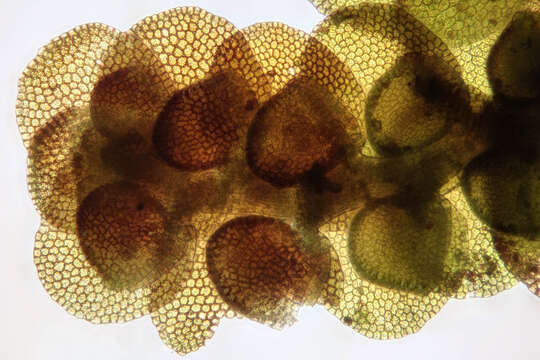 Image of dilated scalewort