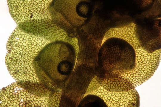 Image of dilated scalewort