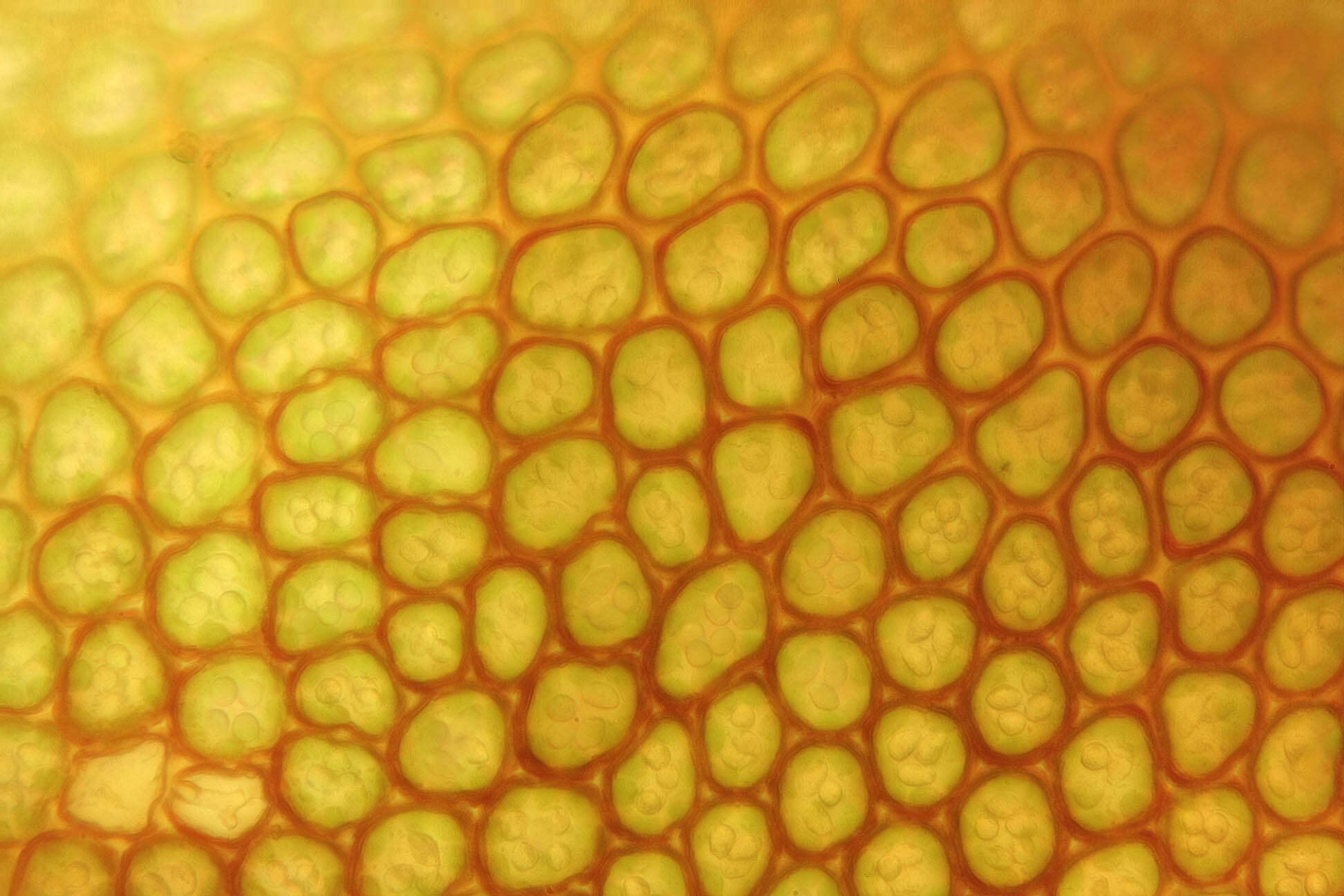 Image of dilated scalewort