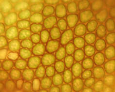 Image of dilated scalewort