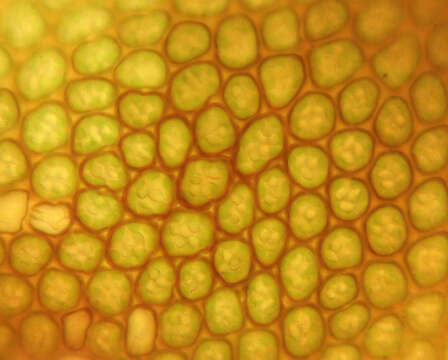 Image of dilated scalewort