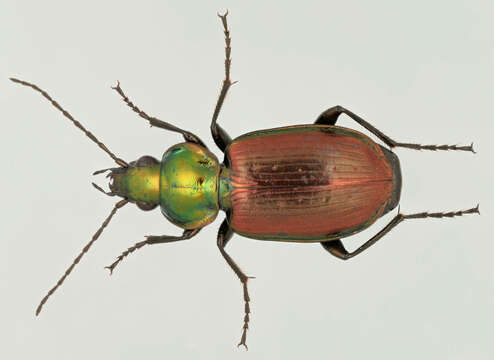 Image of six-point ground beetle