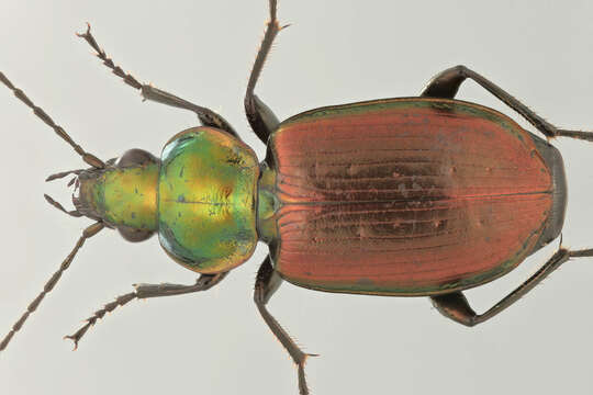 Image of six-point ground beetle