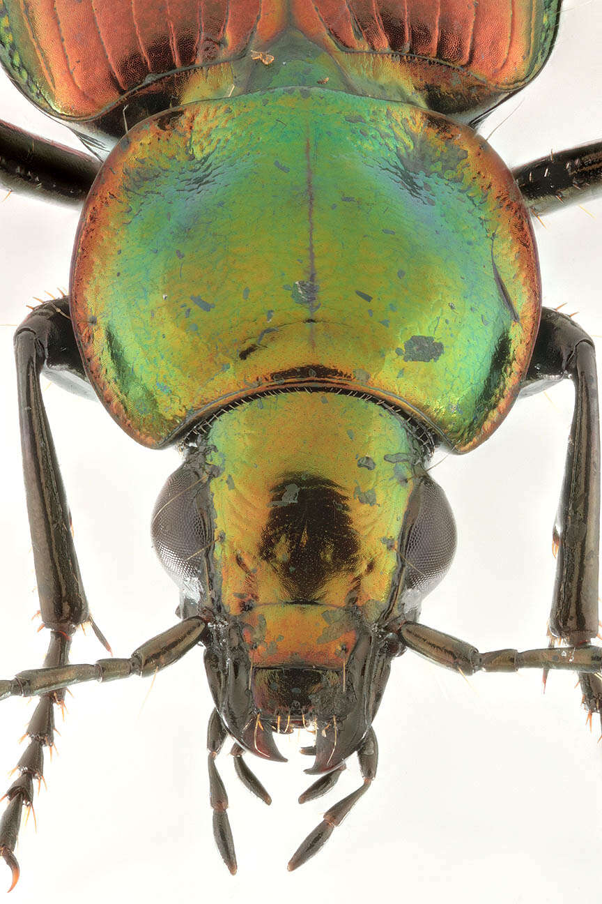 Image of six-point ground beetle