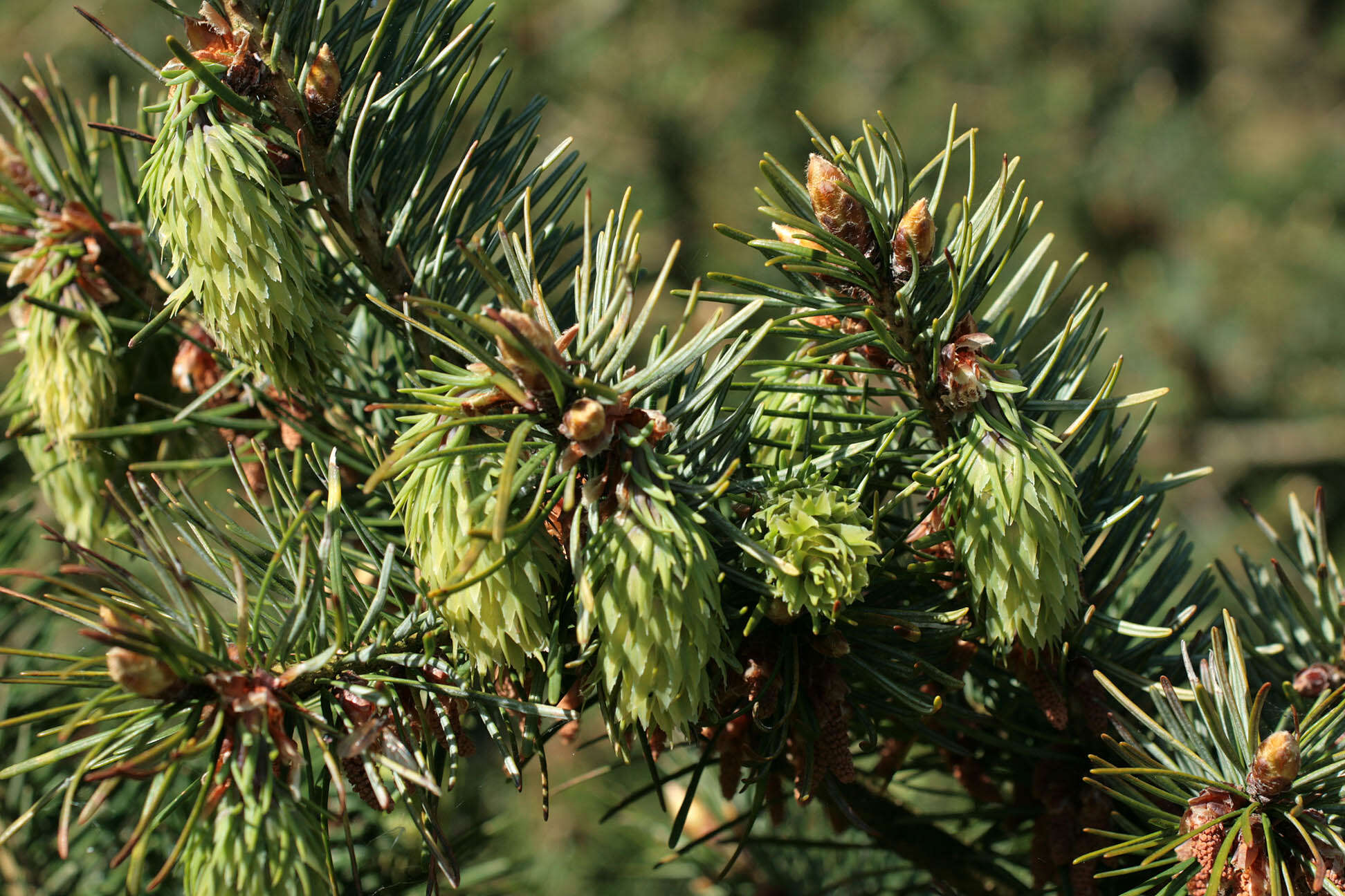 Image of Douglas Fir