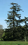 Image of Douglas Fir