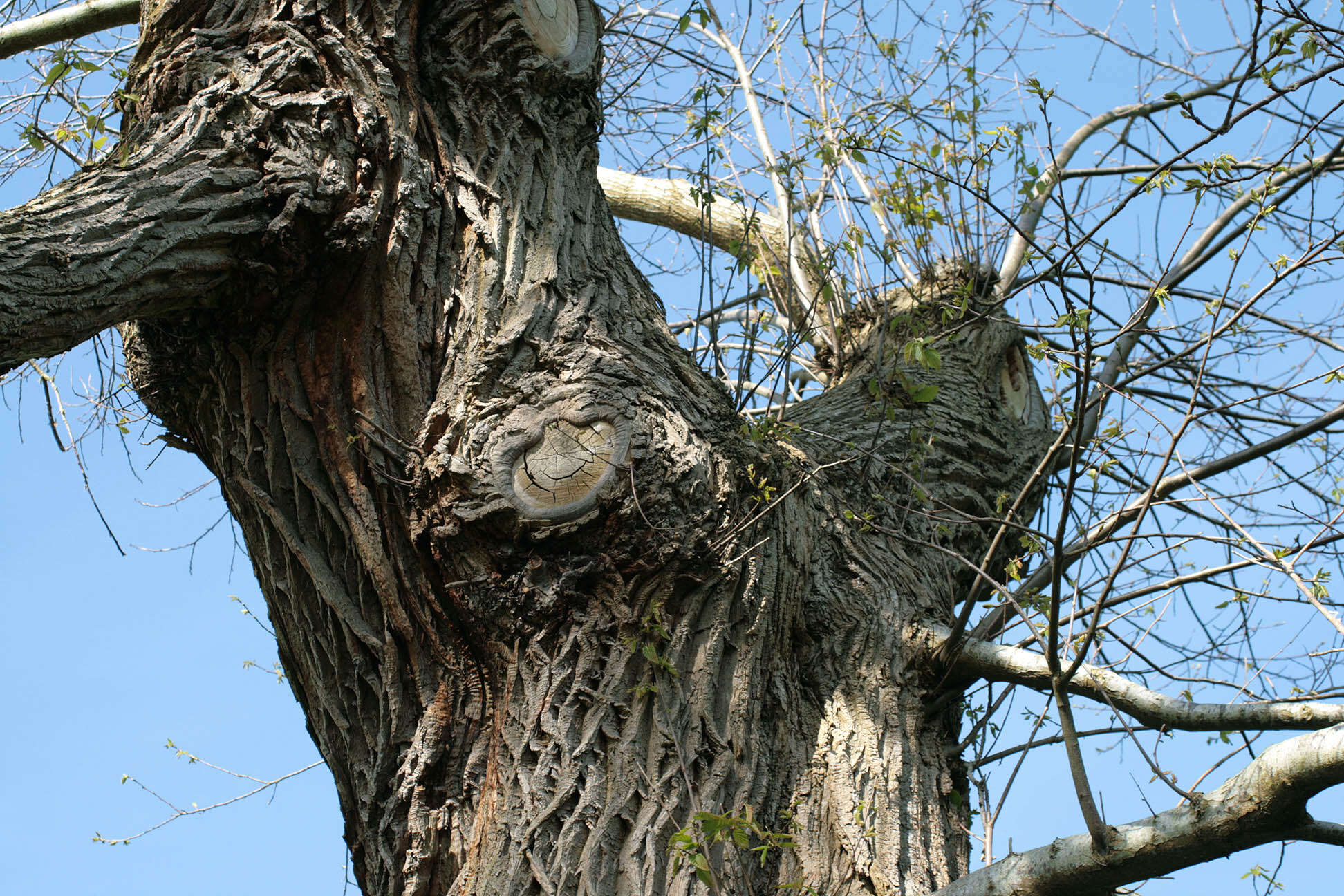 Image de Châtaignier