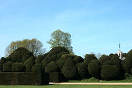 Image of English yew