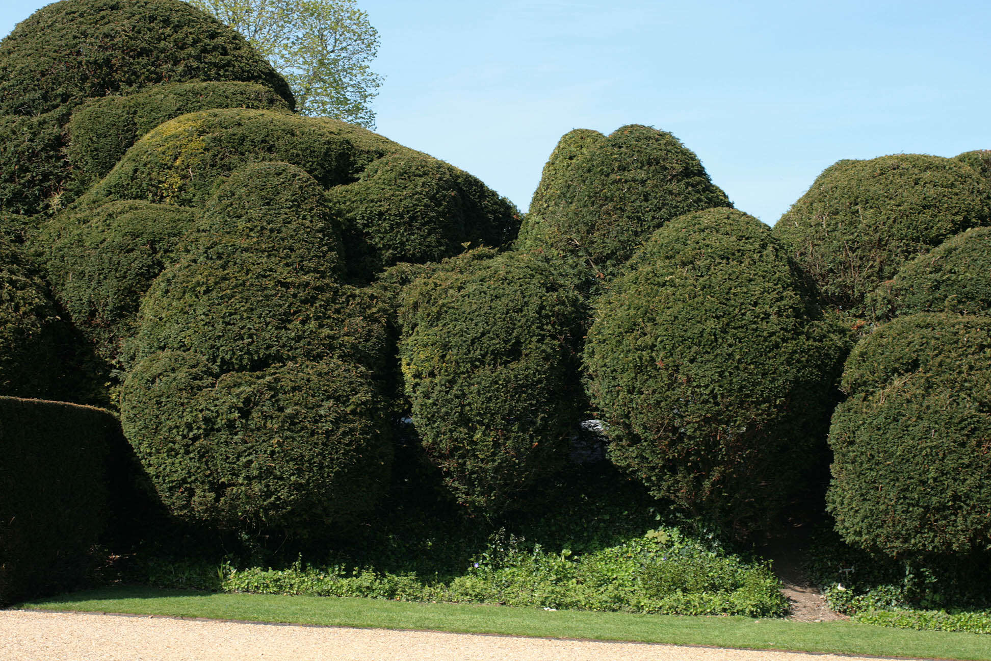 Image of English yew