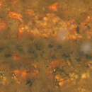 Image de Crapaud calamite