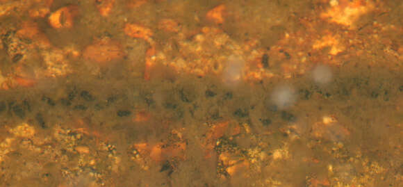 Image of Natterjack toad