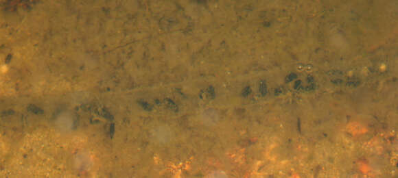 Image of Natterjack toad