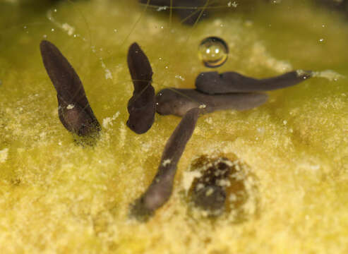 Image of Natterjack toad