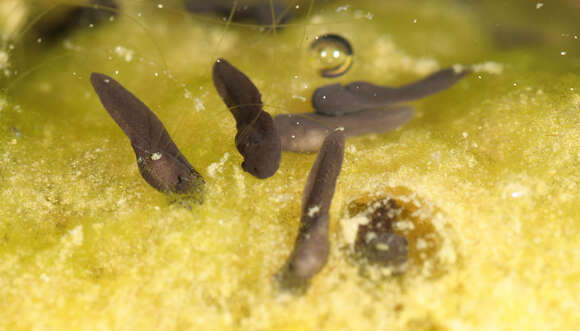 Image of Natterjack toad