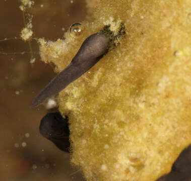 Image of Natterjack toad