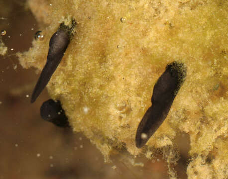 Image of Natterjack toad