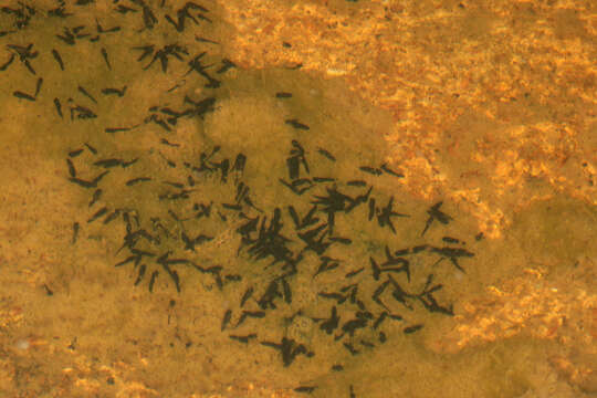 Image of Natterjack toad