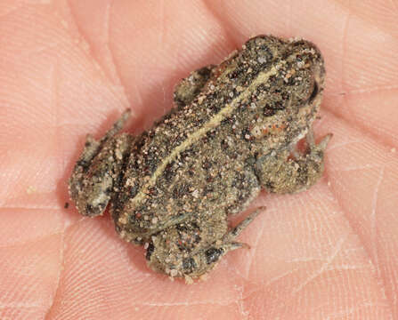 Image of Natterjack toad