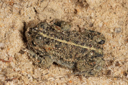 Image of Natterjack toad