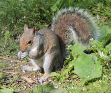 Sivun Sciurus subgen. Sciurus Linnaeus 1758 kuva