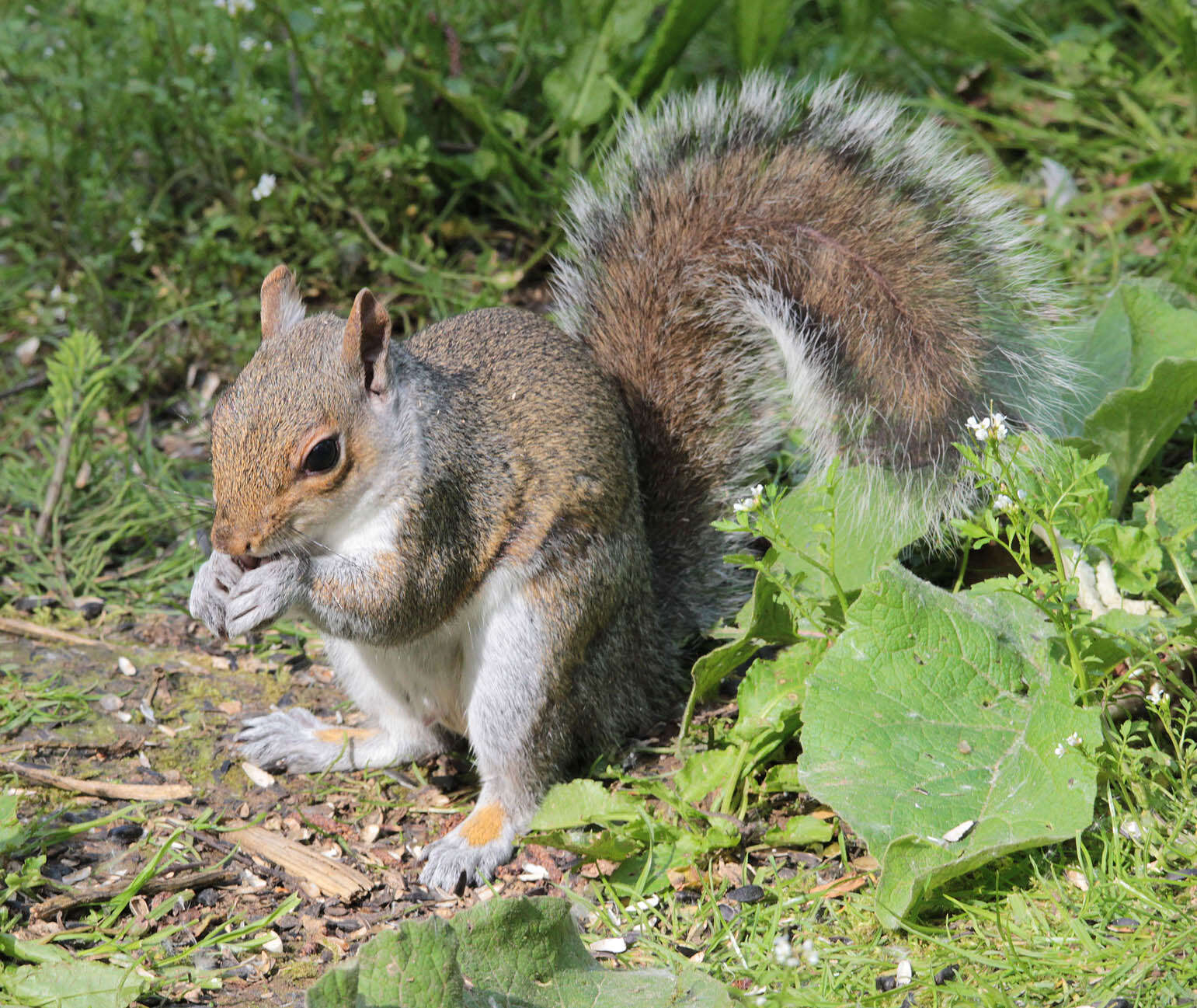 Image of Sciurus subgen. Sciurus Linnaeus 1758