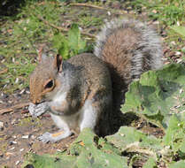 Image de Sciurus subgen. Sciurus Linnaeus 1758