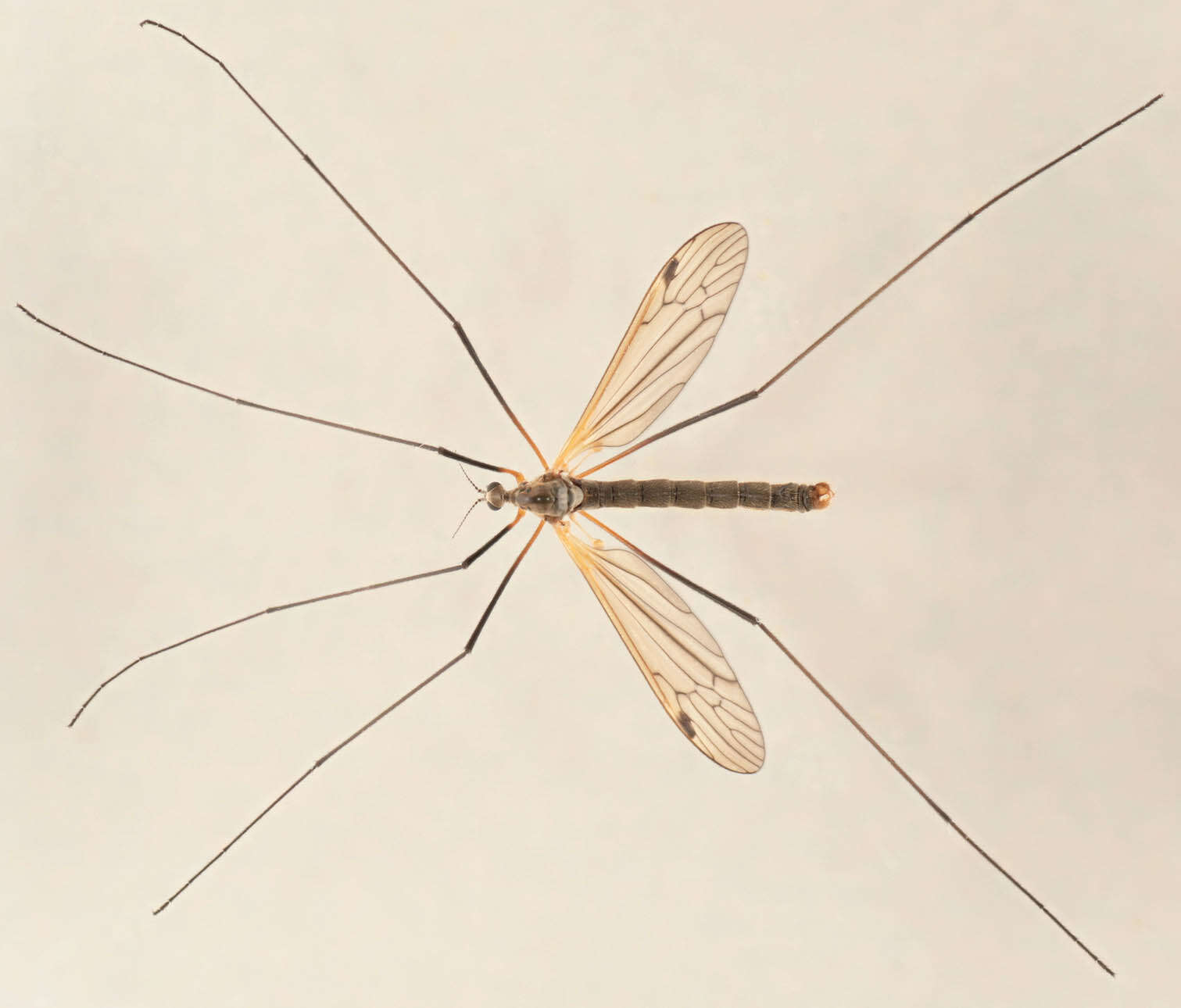 Image of Euphylidorea (Euphylidorea) meigenii (Verrall 1886)